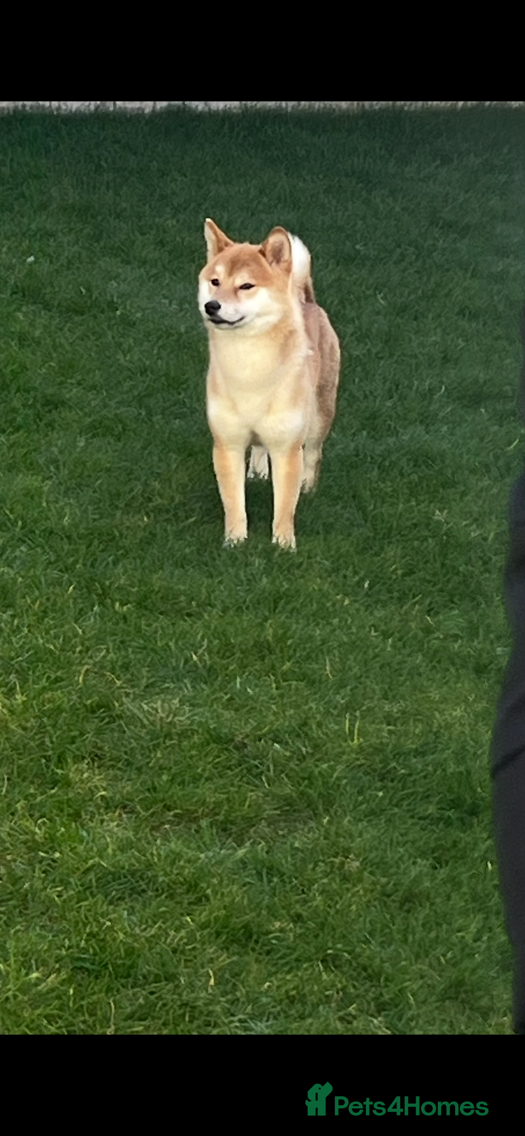 Japanese Shiba Inu dogs for sale: my beautiful 2 year old Shiba Inu  - Advert 6