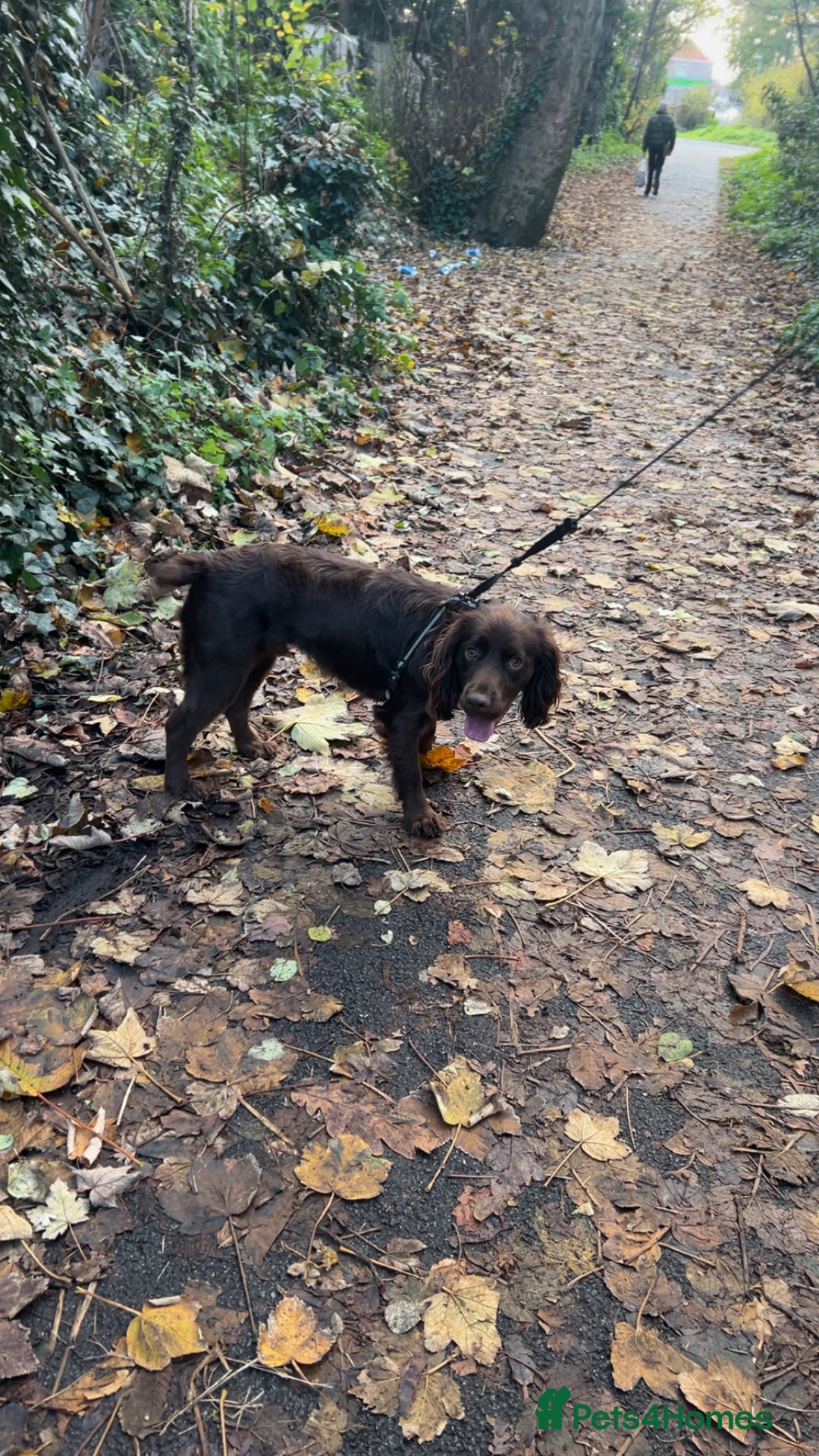 Cocker Spaniel dogs for sale: Chocolate brown cocker in need of a home - Advert 2