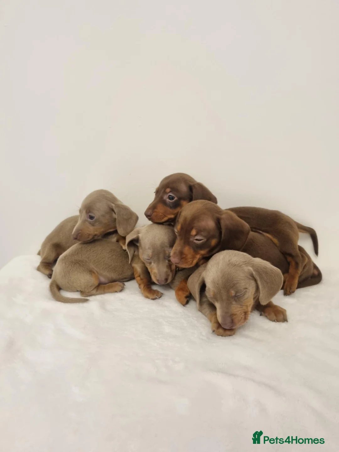 Miniature Dachshund dogs for sale: Beautiful Miniature Dachshund Puppies 3 Available - Advert 2