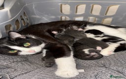 British Shorthair cats for sale: 4 kittens looking for their forever homes  - Image 5