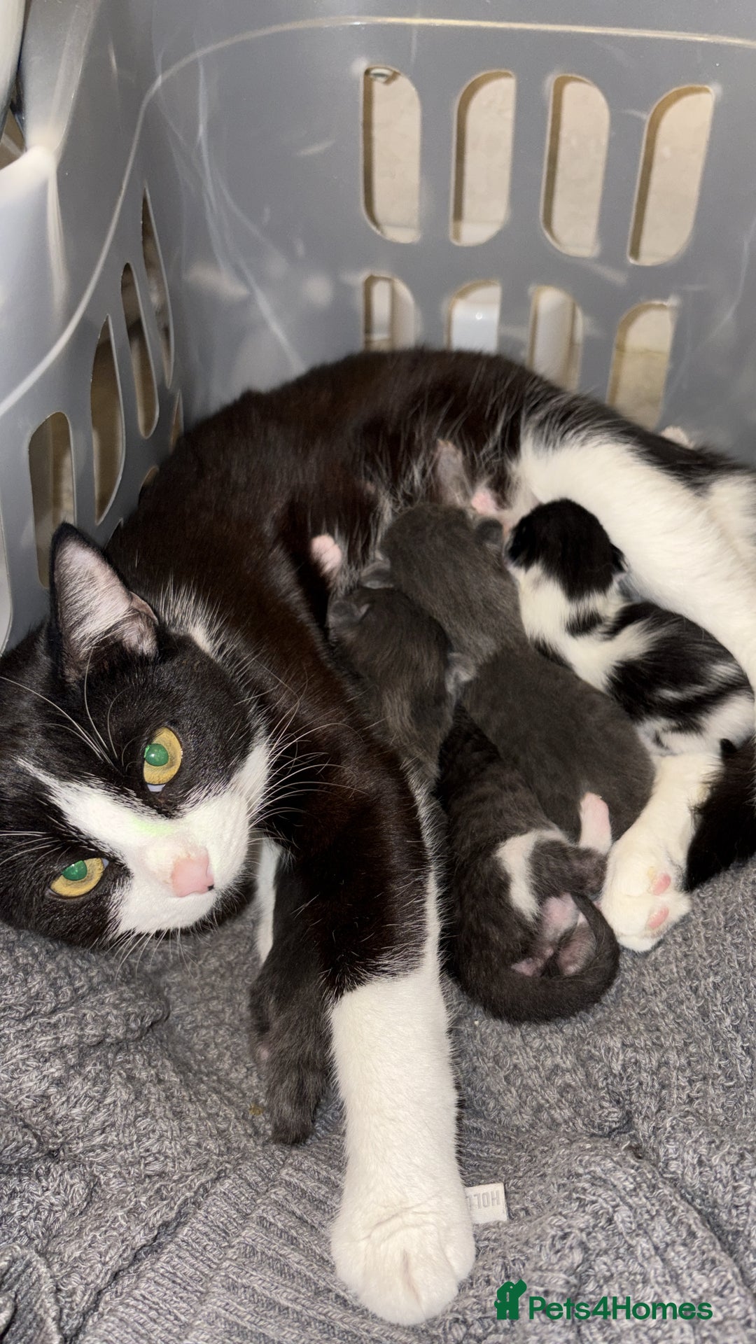 British Shorthair cats for sale: 4 kittens looking for their forever homes  - Image 5