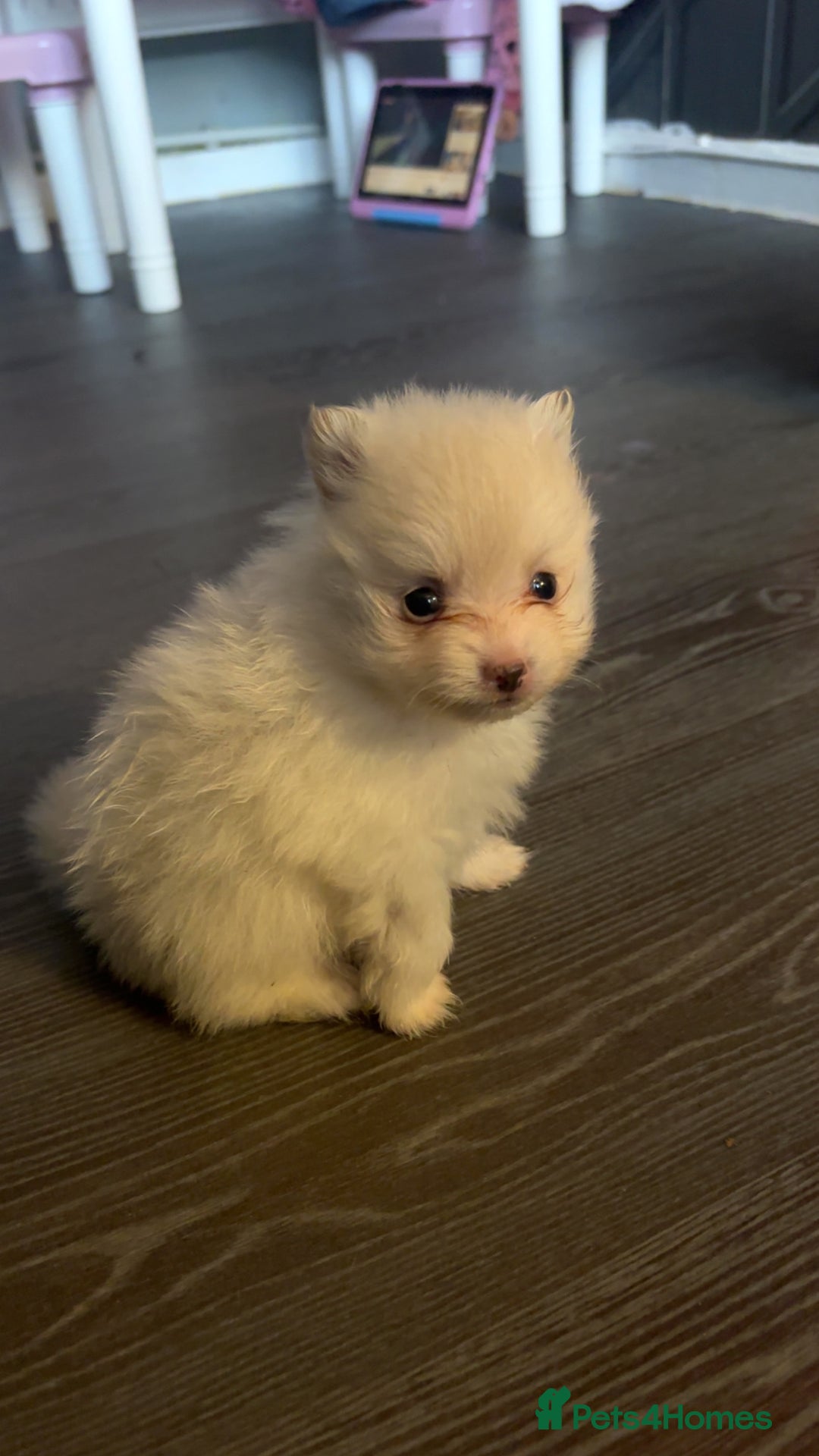 Pomeranian dogs for sale: 2 beautiful Pomeranian puppies  - Advert 3