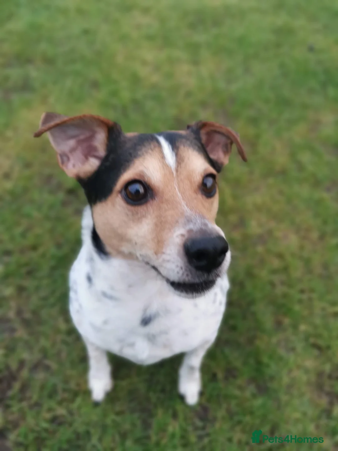 Jack Russell dogs for sale: Mr Milo diesel  - Advert 10