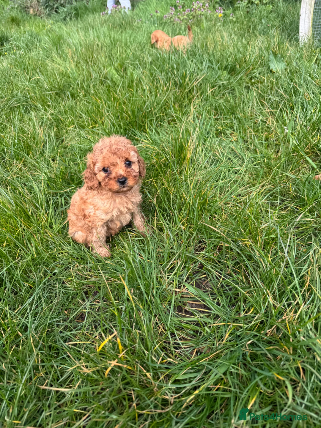 Cavapoo dogs for sale: Deep red cavapoos - Advert 2