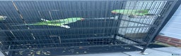 Parrots birds for sale: 2 Alexandrine Parrot + 1 Kakariki - Advert 2