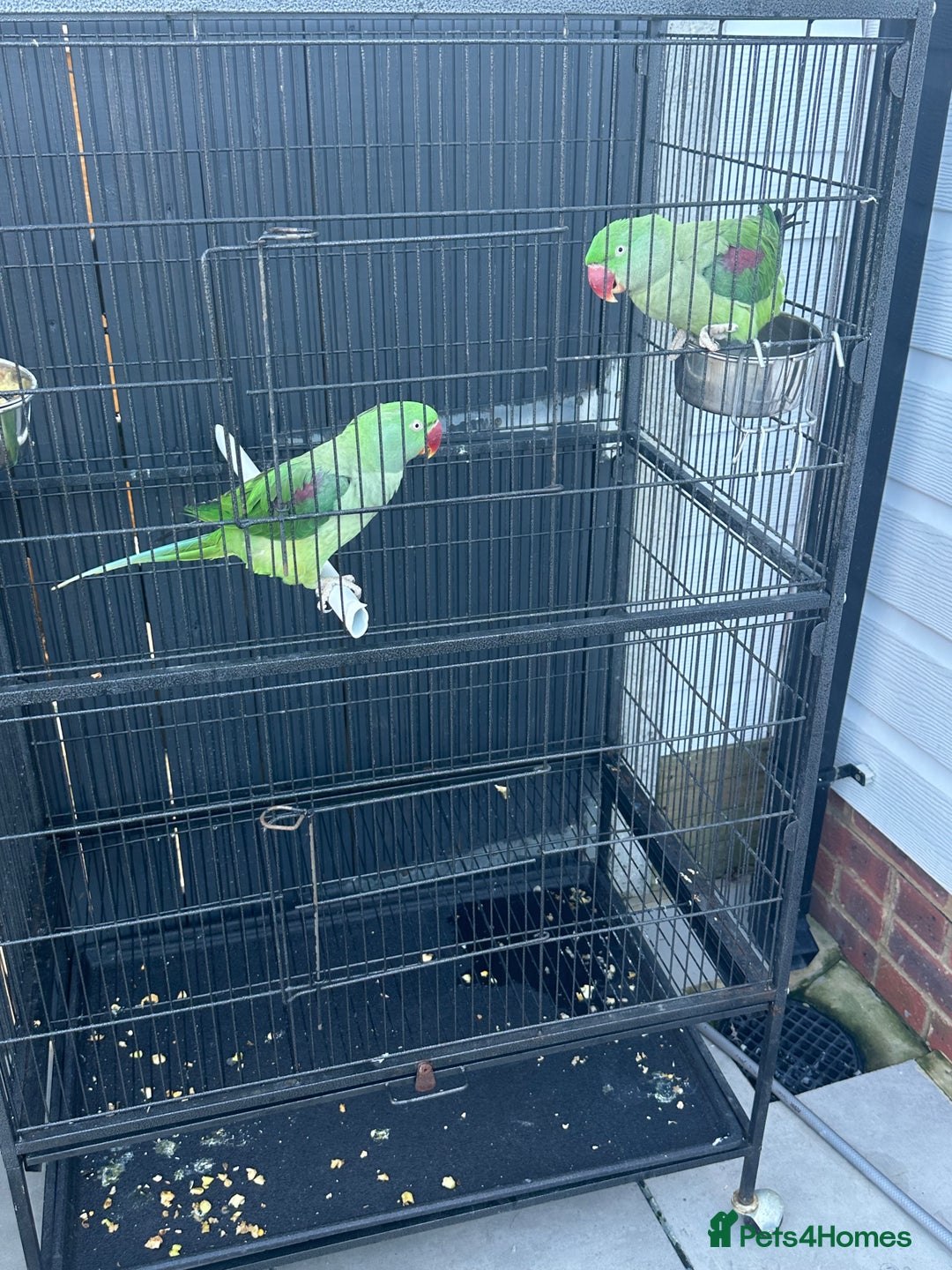 Parrots birds for sale: 2 Alexandrine Parrot + 1 Kakariki - Image 2