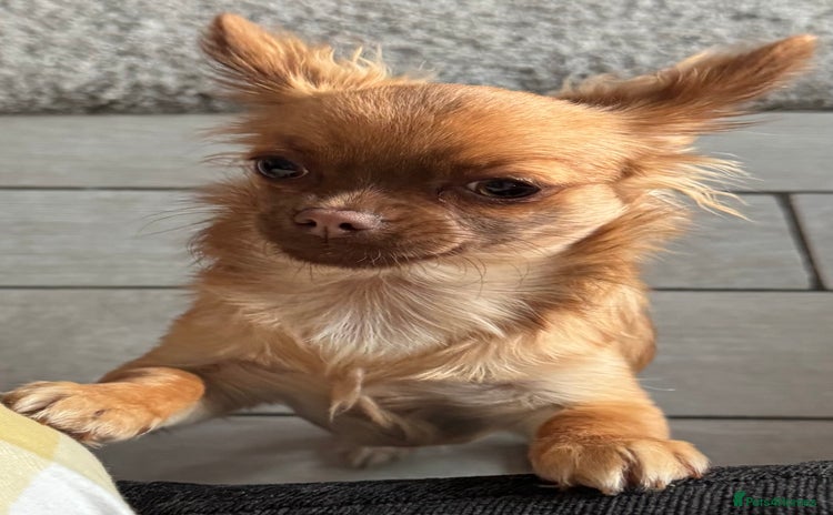 Chihuahua dogs - Advert 1