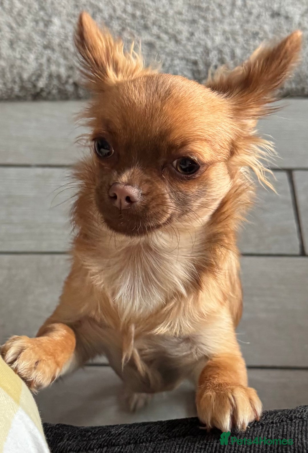 Chihuahua dogs for sale: Winnie - Image 1