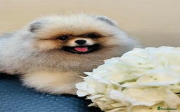 Pomeranian dogs for sale:  KC REGISTERED female - Image 11