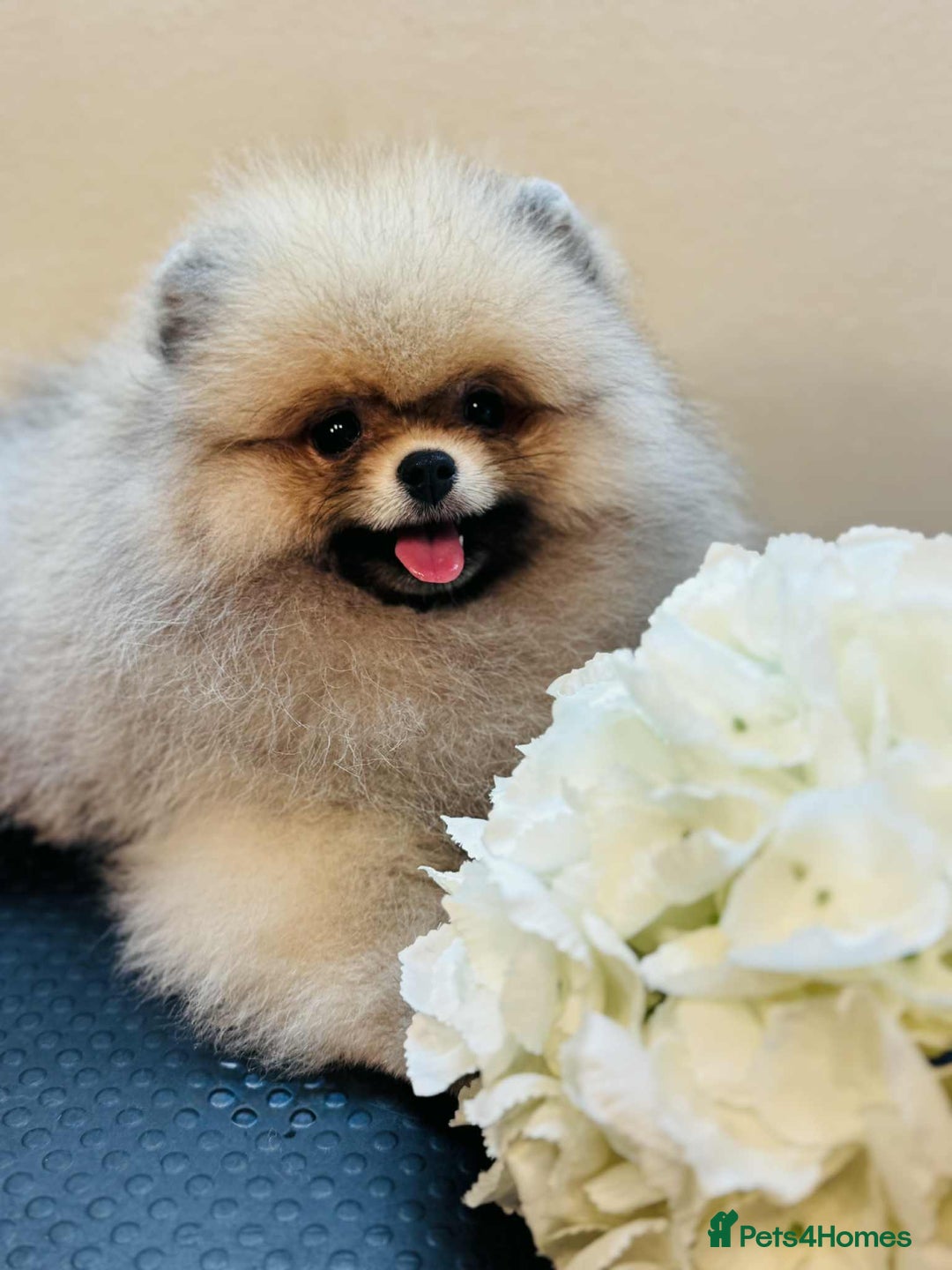 Pomeranian dogs for sale:  KC REGISTERED female - Image 11