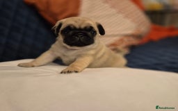 Pug dogs for sale: Gorgeous KC health tested fawn boy pug - Advert 1