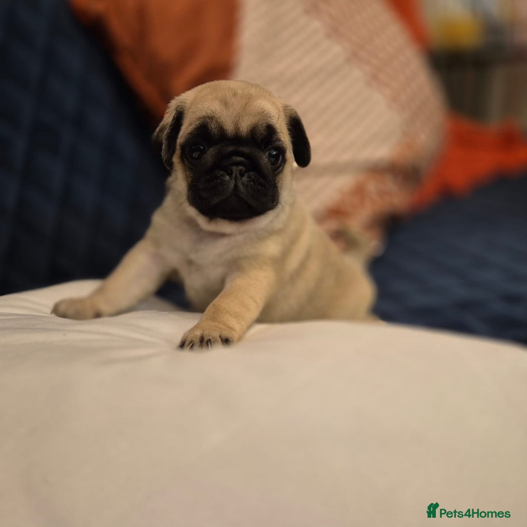 Pug dogs for sale: Gorgeous KC health tested fawn boy pug - Advert 1