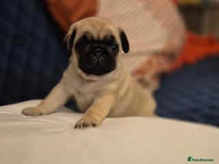 Pug dogs Gorgeous KC health tested fawn boy pug - Advert 9