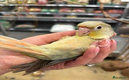 Parrots birds for sale: ⭐️ Variety of handreared tame baby parrots ⭐️ - Image 6