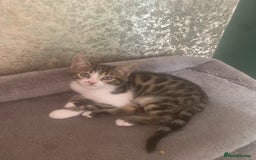 Bengal cats for sale: Bengal x - Image 9