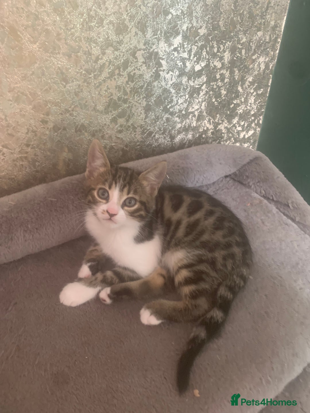 Bengal cats for sale: Bengal x - Image 9