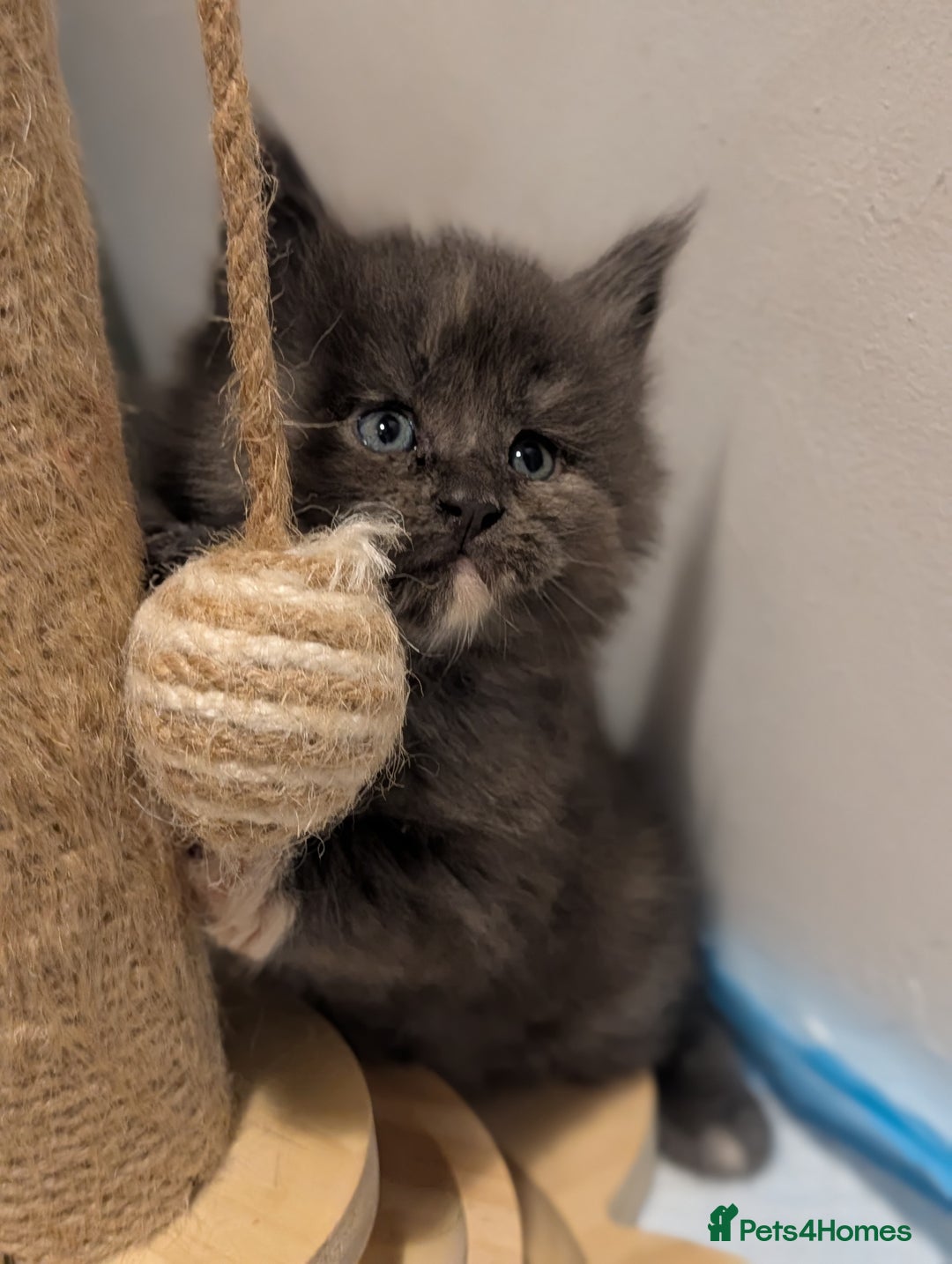 Maine Coon cats for sale: Beautiful Tica Registered Maine Coon Kittens  - Advert 7