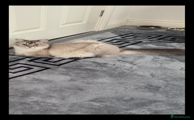 Scottish Fold cats Scottish Shorthair fluffy purebred kittens - Advert 5