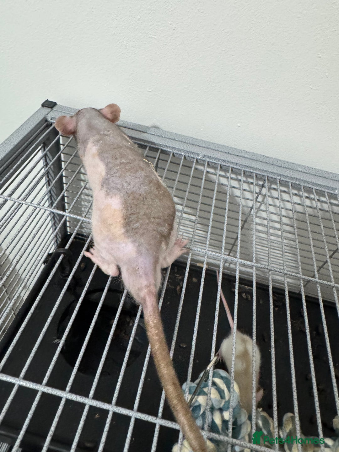 Rat rodents for sale: Baby rats dwarf and nude - Advert 11