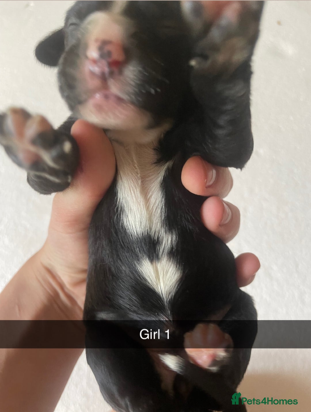Mixed Breed dogs for sale: Border Collie Cocker puppies - Image 12