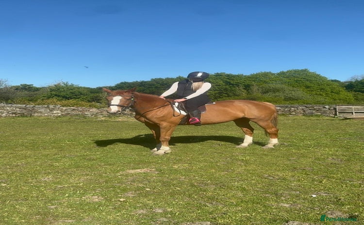 Irish Sports horses - Advert 1