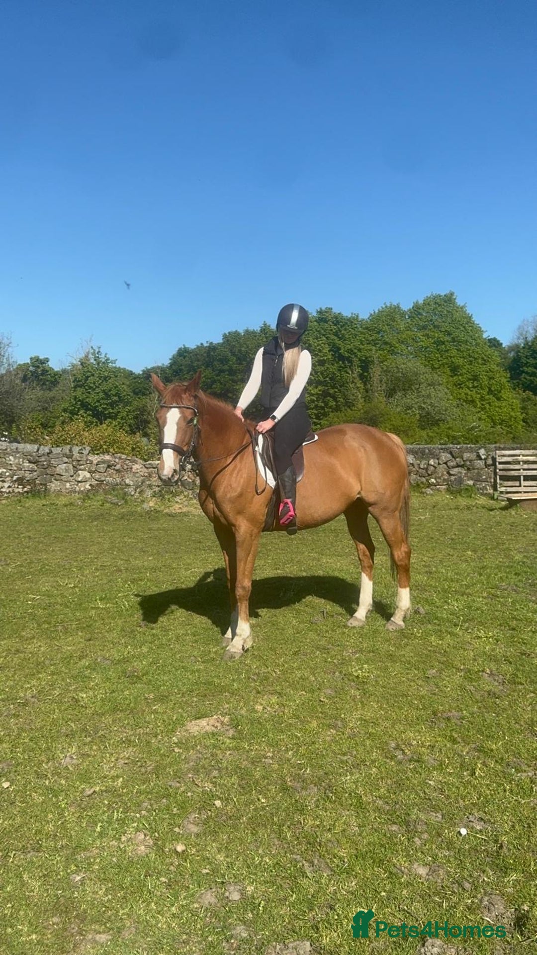 Irish Sports horses for sale: Allrounder mare for sale - Image 1