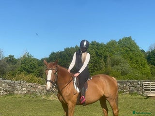 Irish Sports horses - Advert 26