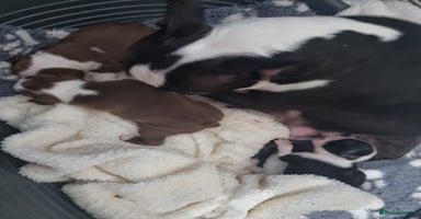 Boston Terrier dogs - Advert 4