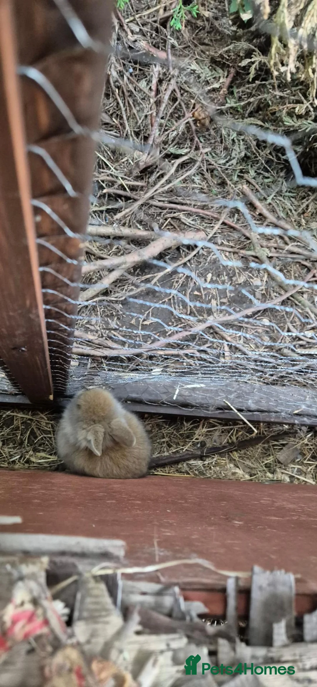 Mixed Breed rabbits for sale: Mixed breed lionheads babies  - Advert 8