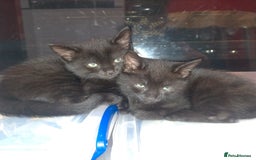 Mixed Breed cats for sale: Black male kittens X2  - Image 5