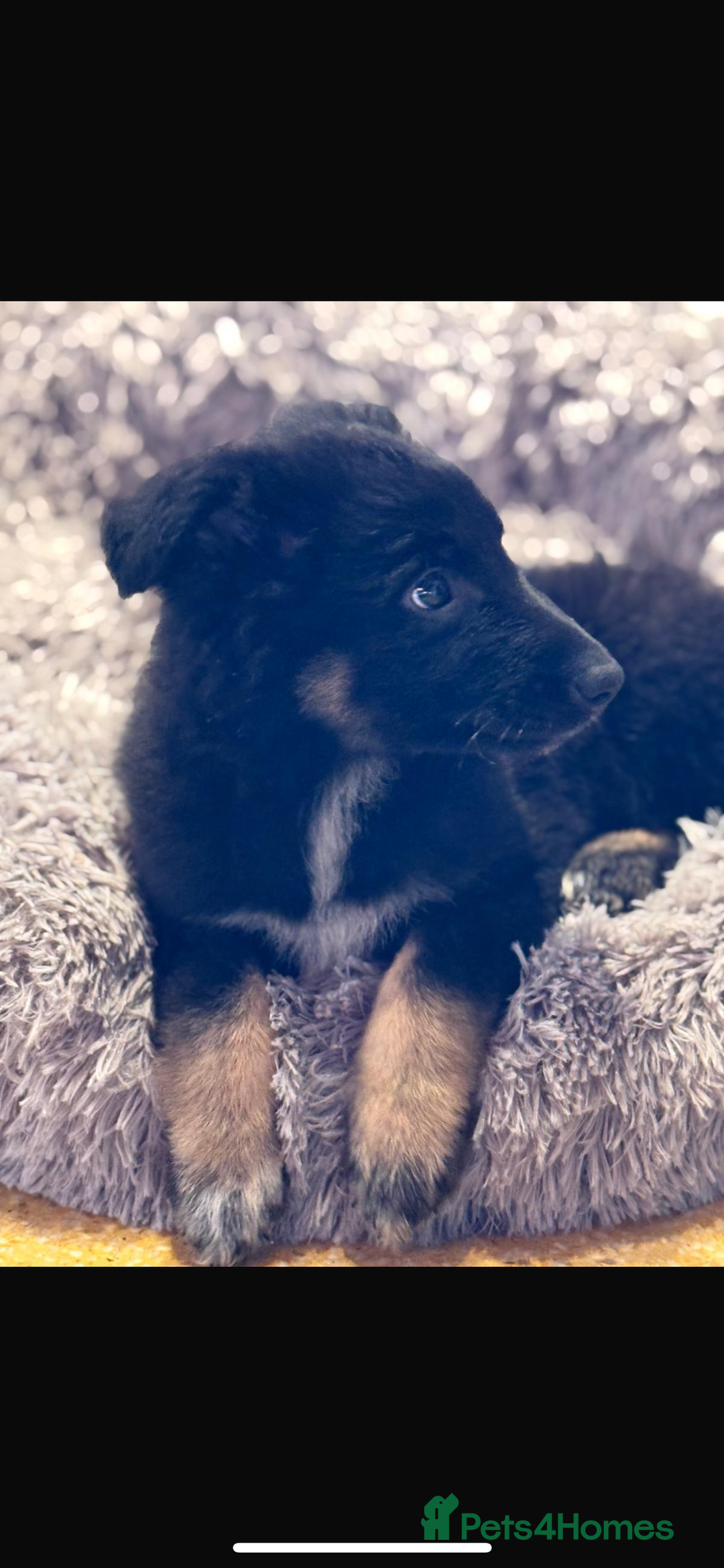 Mixed Breed dogs for sale: 🐶German Shepherd X Puppies🐶 - Image 5