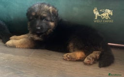 German Shepherd dogs for sale: ⭐️Beautiful German Shepherds puppies ⭐️ - Image 4