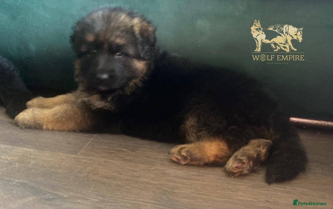 German Shepherd dogs for sale: ⭐️Beautiful German Shepherds puppies ⭐️ - Image 4