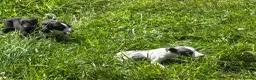 Whippet dogs for sale: KC registered whippet puppies  - Advert 8