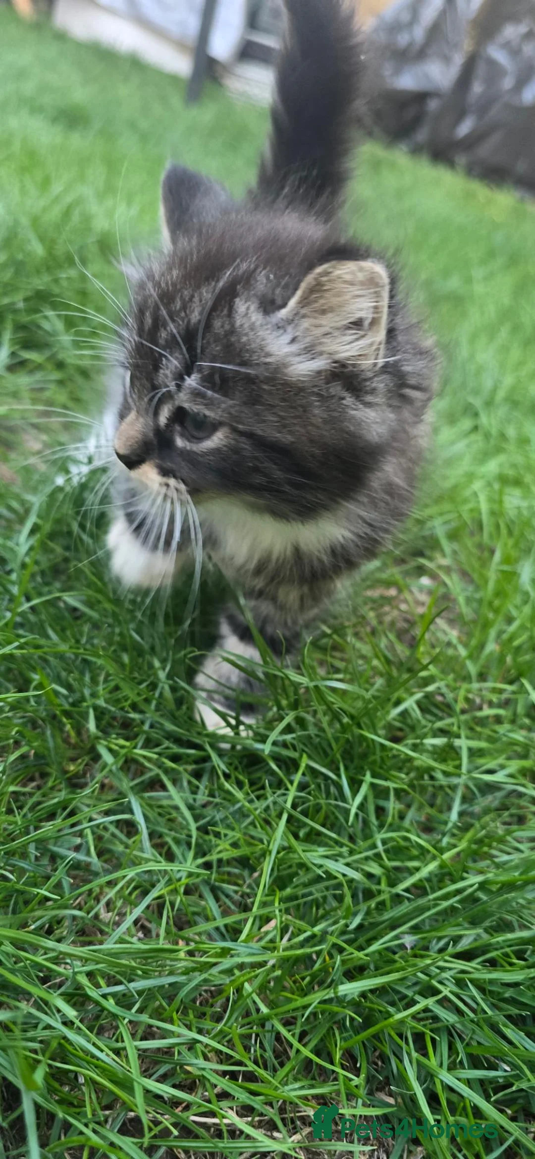British Shorthair cats for sale: Fluffy british shorthair cross - Advert 10