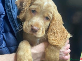 Cocker Spaniel dogs Stunning cocker spaniel puppies 2 boys left - Advert 7