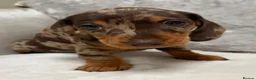 Miniature Dachshund dogs for sale: Miniature Dachshund puppies for sale - Advert 9