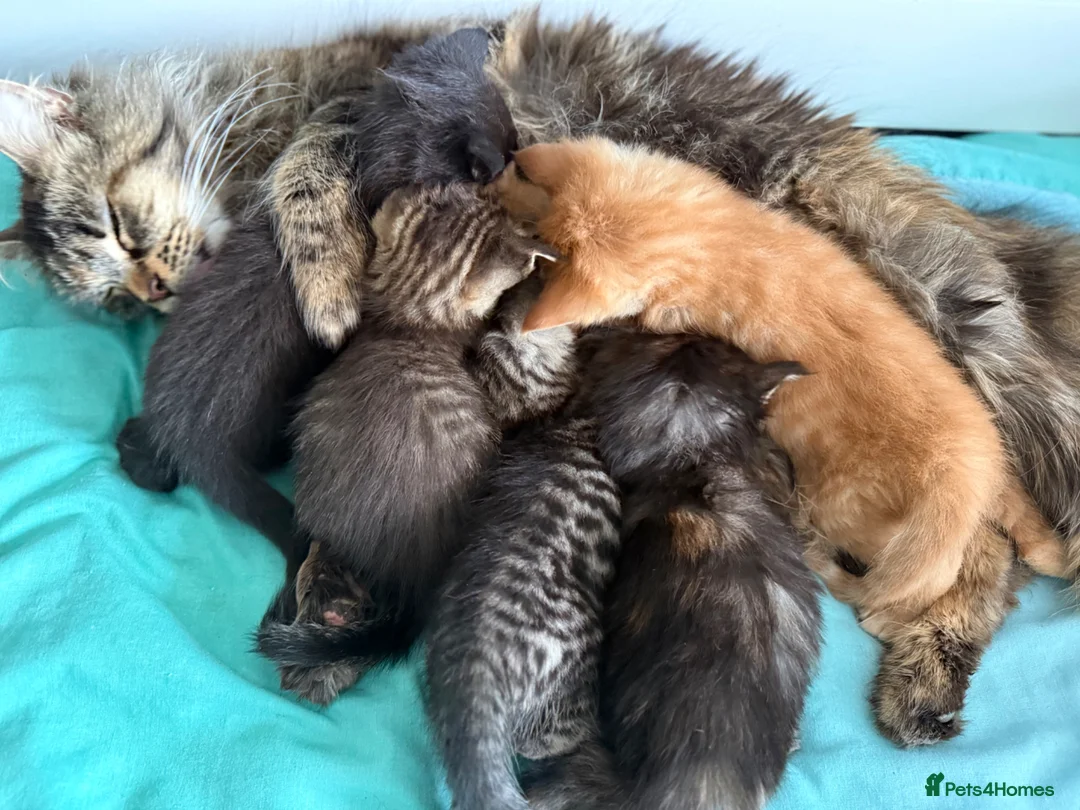 Maine Coon cats for sale: Maine Coon Cross Kittens  - Advert 1