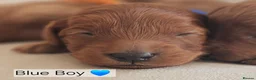 Cavapoo dogs for sale: Licensed breeder tiny toy red cavapoo pups  - Advert 11