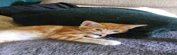 Mixed Breed cats for sale: 4 adorable female kittens for sale  - Advert 6