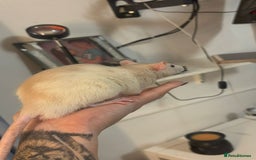 Rat rodents for sale: 3 male rats for free  - Image 4