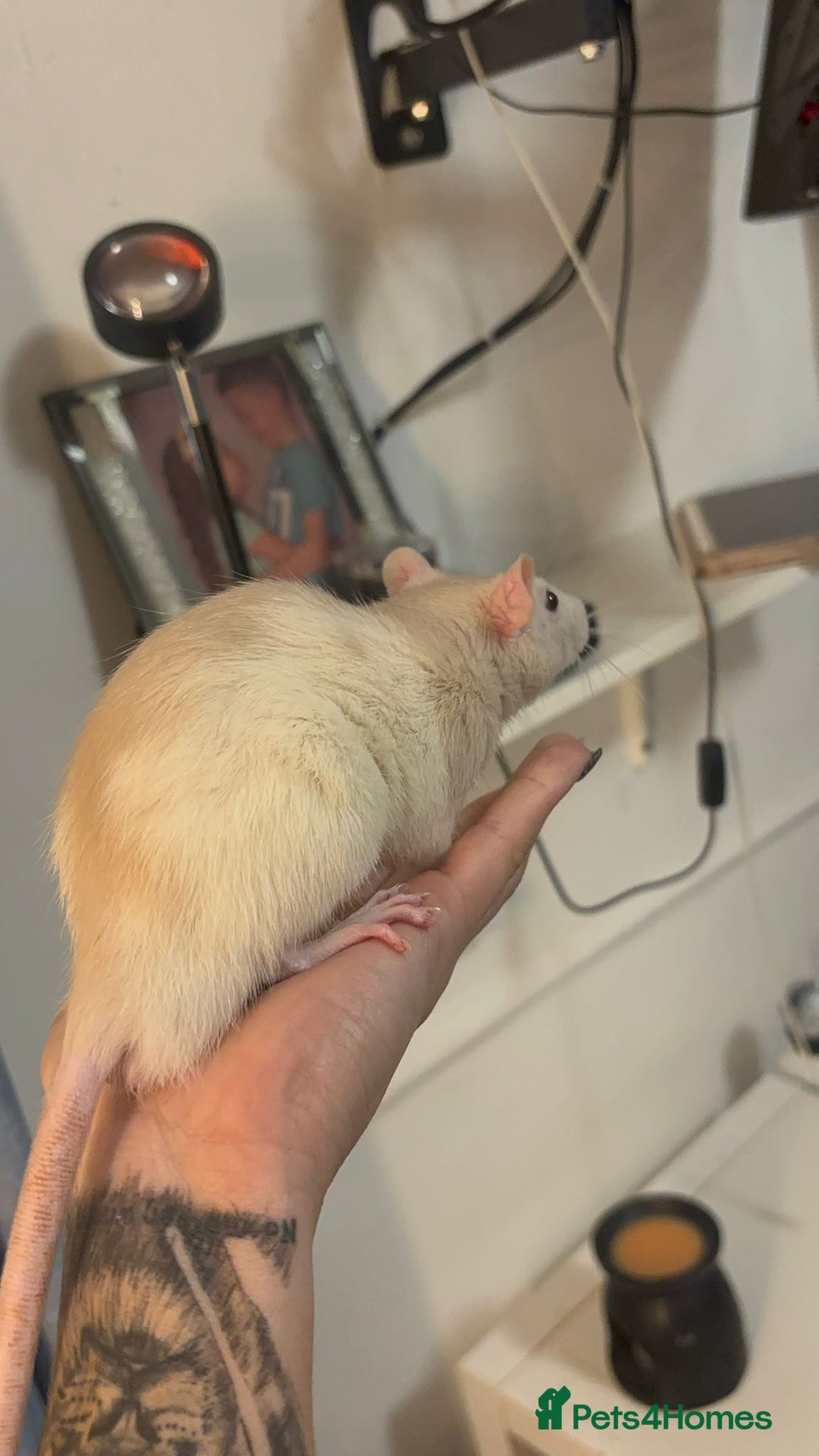 Rat rodents for sale: 3 male rats for free  - Image 4