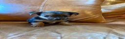Jack Russell dogs for sale: Black and Tan Jack Russels  in Brecon - Advert 8