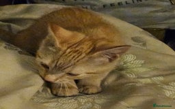 British Shorthair cats for sale: Ginger British Shorthair kitten - Advert 3