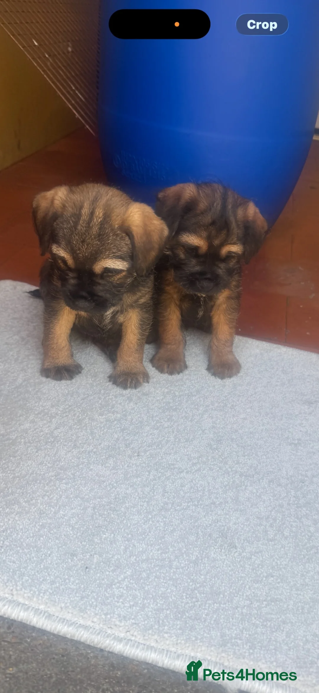 Border Terrier dogs for sale: Border terrier male puppies  in Scunthorpe - Advert 2