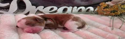 Cavalier King Charles Spaniel dogs for sale: Blenhiem cavalier king charles spaniel puppies - Advert 10
