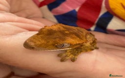 Gecko reptiles for sale: Crested and Chinese Cave Geckos - Image 6