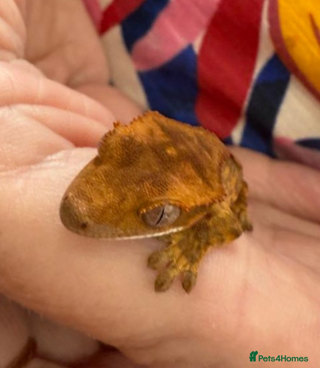 Gecko reptiles for sale: Crested and Chinese Cave Geckos - Image 6
