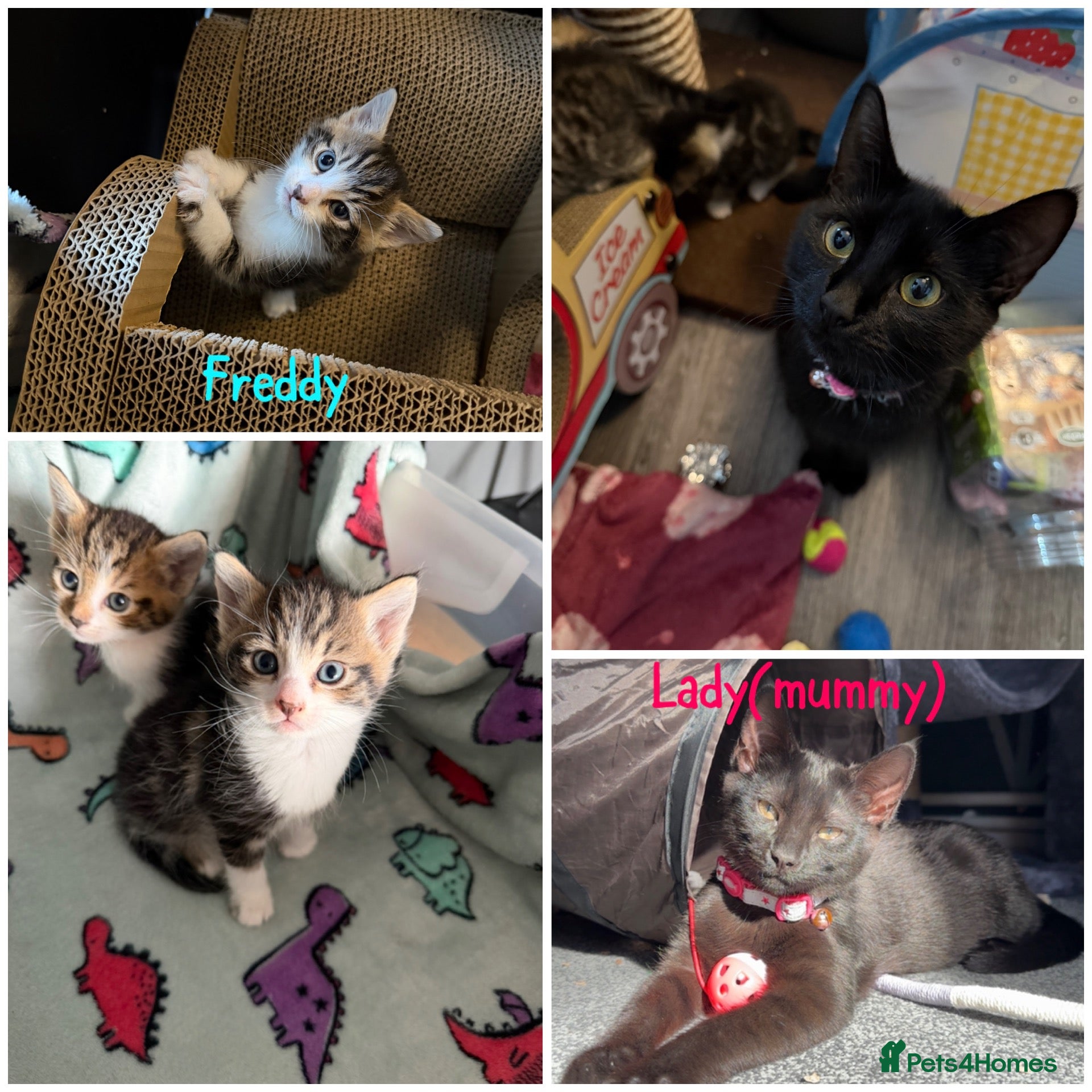 Mixed Breed cats Lady(mummy) and Freddy(kitten) - Advert 12
