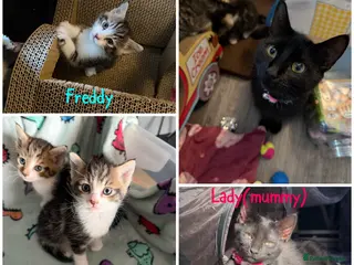 Mixed Breed cats Lady(mummy) and Freddy(kitten) - Advert 12